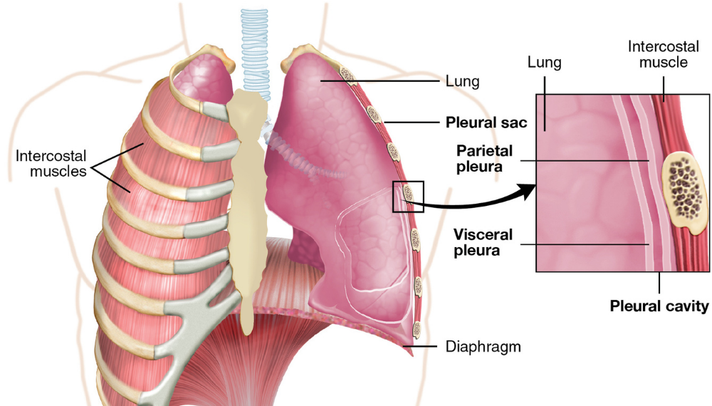 Gemcitabina e ramucirumab efficaci per il trattamento del mesotelioma pleurico maligno